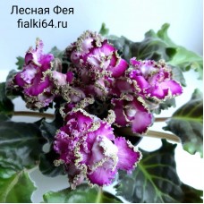 Лесная Фея (Макуни)